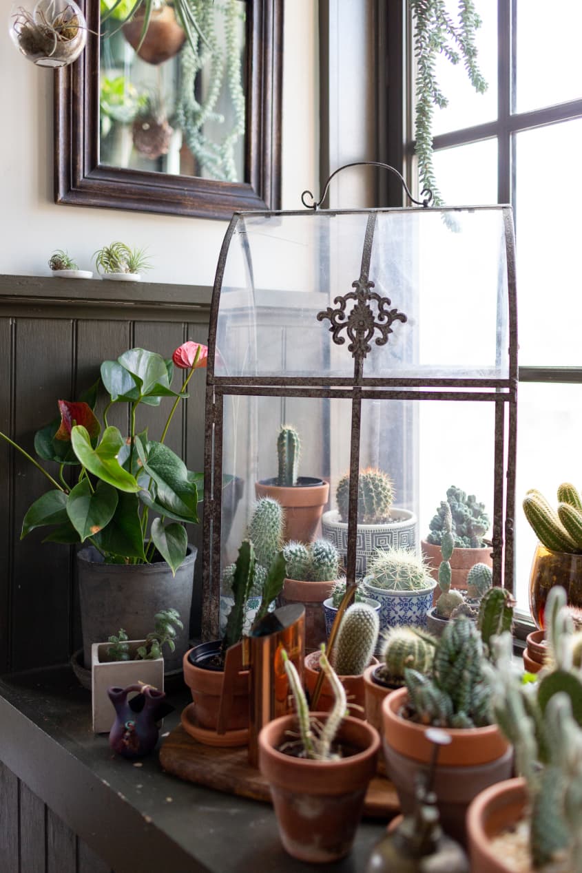 Hilton Carter Plant Doctor Industrial Loft Home Photos Apartment Therapy